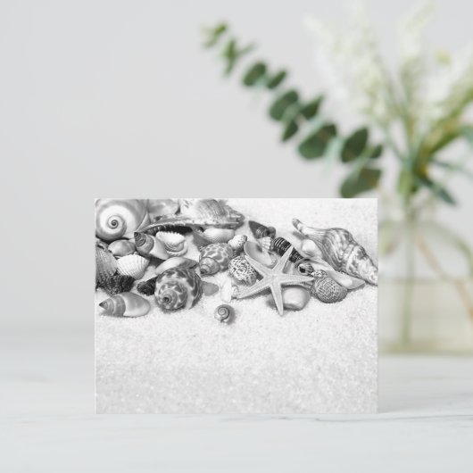 Carte postale Coquillages (Debout devant)