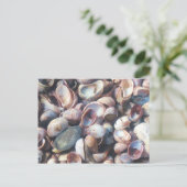 Carte Postale Coquillages (Debout devant)