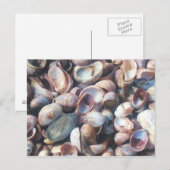 Carte Postale Coquillages (Devant / Derrière)