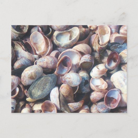 Carte Postale Coquillages (Devant)