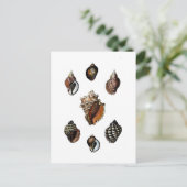 Carte Postale Coquillages Anciens (Debout devant)
