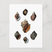Carte Postale Coquillages Anciens (Devant)