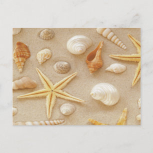 Carte Postale Coquillages au bord de la mer