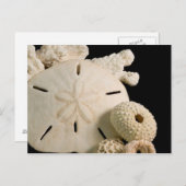 Carte Postale Coquillages Blancs Et Dollar De Sable (Devant / Derrière)