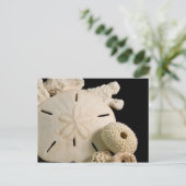 Carte Postale Coquillages Blancs Et Dollar De Sable (Debout devant)