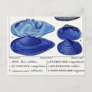 Carte Postale coquillages bleus Botanique vintage art océanique 