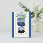 Carte Postale coquillages bleus vintage botanique (Debout devant)