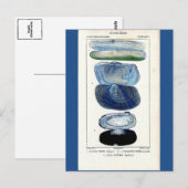 Carte Postale coquillages bleus vintage botanique (Devant / Derrière)