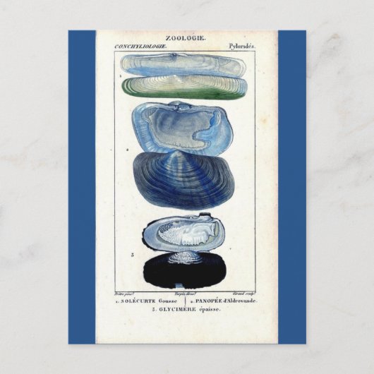 Carte Postale coquillages bleus vintage botanique (Devant)