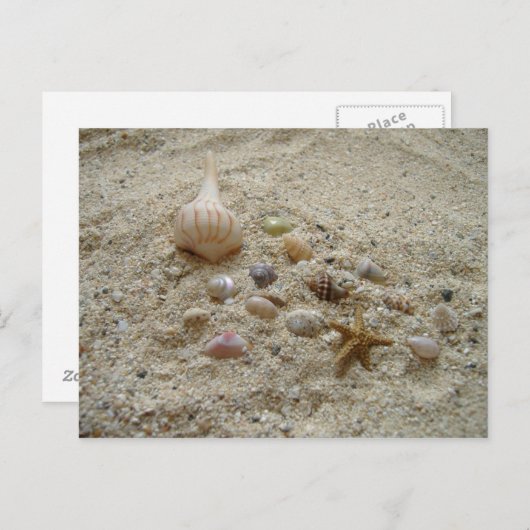 Carte Postale Coquillages dans le sable (Devant / Derrière)