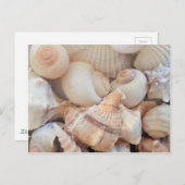 Carte Postale Coquillages d'été ensoleillés, Sea Shells Beach Lo (Devant / Derrière)