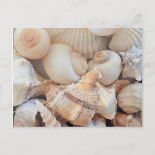Carte Postale Coquillages d'été ensoleillés, Sea Shells Beach Lo