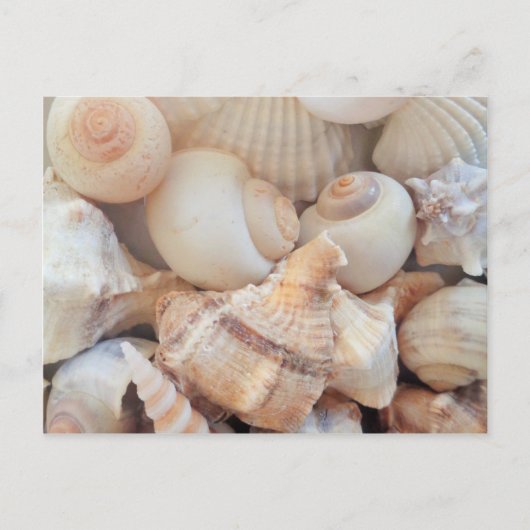 Carte Postale Coquillages d'été ensoleillés, Sea Shells Beach Lo (Devant)