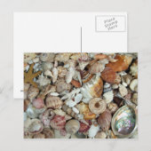 Carte Postale Coquillages Galore (Devant / Derrière)