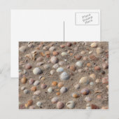 Carte Postale Coquillages marins sur la plage (Devant / Derrière)