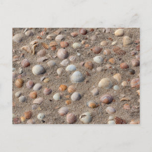Carte Postale Coquillages marins sur la plage