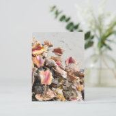 Carte Postale Coquillages sur la plage | Photo des îles Turques  (Debout devant)