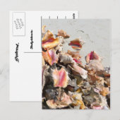 Carte Postale Coquillages sur la plage | Photo des îles Turques  (Devant / Derrière)