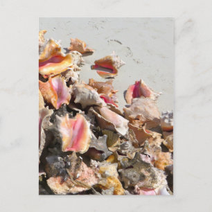 Carte Postale Coquillages sur la plage   Turks and Caicos Photo