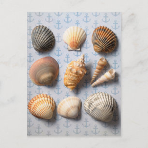 Carte Postale Coquillages Sur Le Fond Ancre