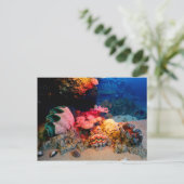 Carte Postale Coquillages Tropiques Sous-Mers De Corail (Debout devant)