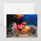 Carte Postale Coquillages Tropiques Sous-Mers De Corail (Devant / Derrière)