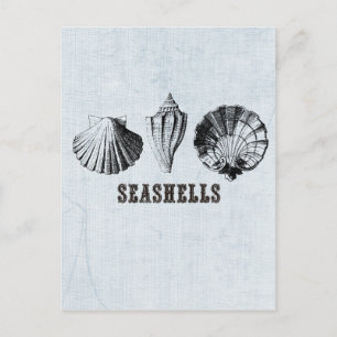 Carte Postale Coquillages Vintage