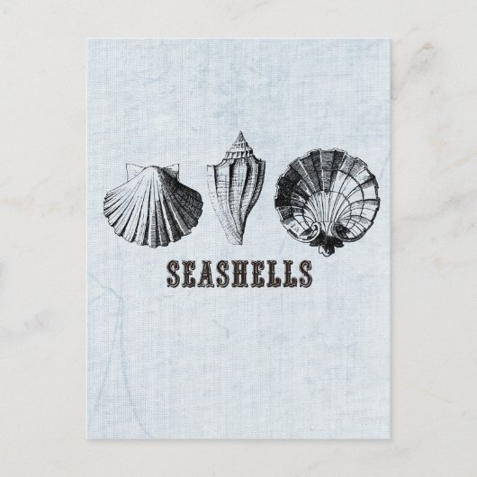 Carte Postale Coquillages Vintage (Devant)