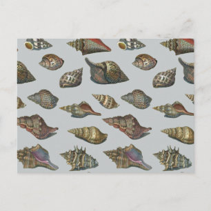 Carte Postale Coquillages vintages