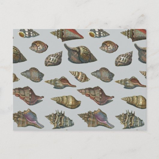 Carte Postale Coquillages vintages (Devant)