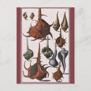 Carte Postale Coquillages vintages, Coquillages océaniques Marin
