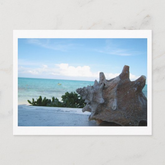 Carte Postale Coquille au bord de l'océan (Devant)