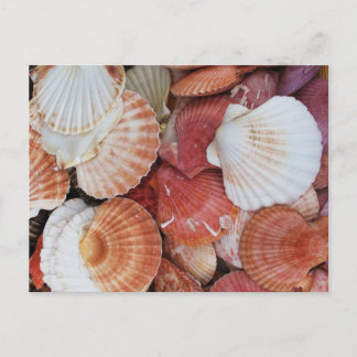 Carte Postale Coquille colorée des coquilles de mer