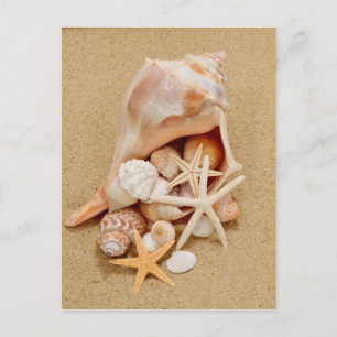 Carte Postale Coquille conch avec coquilles et écorce