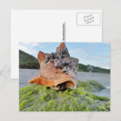 Carte Postale Coquille de conches sur la plage (Devant / Derrière)