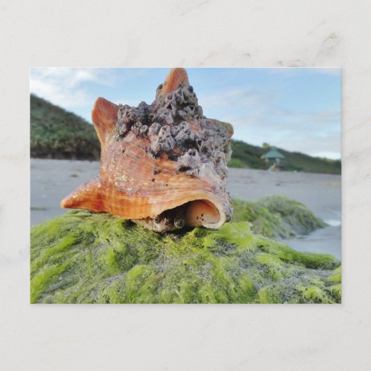 Carte Postale Coquille de conches sur la plage (Devant)