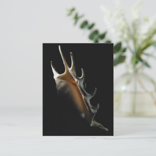 Carte Postale Coquille de cône (Debout devant)