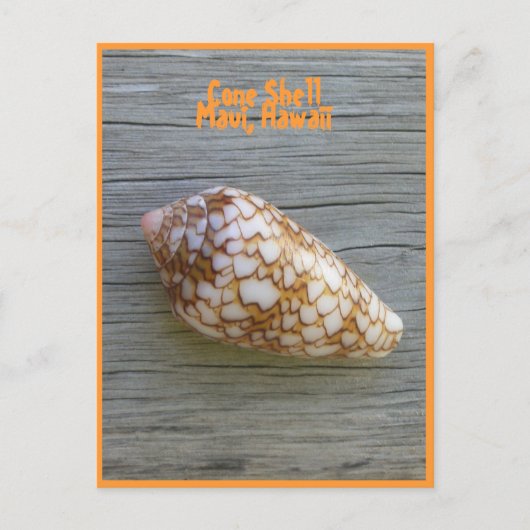 Carte Postale Coquille de cône (Devant)