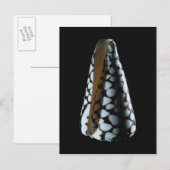 Carte Postale Coquille de cône 2 (Devant / Derrière)