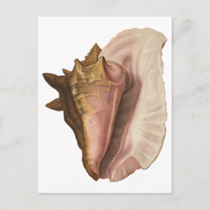 Carte Postale Coquille de coquillage Queen Conch vintage, animal