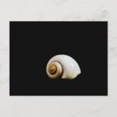 Carte Postale Coquille de Lune (Devant)