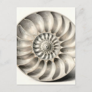 Carte Postale Coquille de nautile métallique Spirale Géométrique
