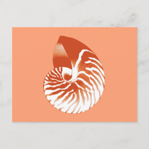 Carte Postale Coquille de nautile - terre cuite et blanc