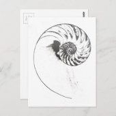 Carte Postale Coquille de Nautilus 1 (Devant / Derrière)