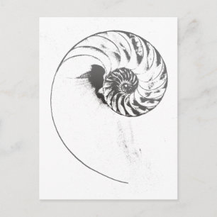 Carte Postale Coquille de Nautilus 1