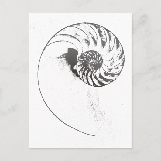 Carte Postale Coquille de Nautilus 1 (Devant)