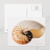 Carte Postale Coquille de Nautilus (Nautilus stenomphalus) (Devant / Derrière)