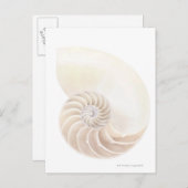 Carte Postale Coquille de Nautilus, plan rapproché (Devant / Derrière)