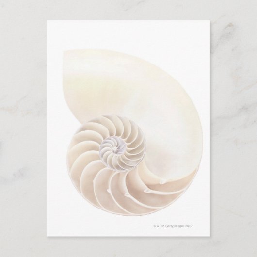 Carte Postale Coquille de Nautilus, plan rapproché (Devant)