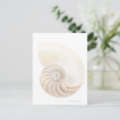 Carte Postale Coquille de Nautilus, plan rapproché (Debout devant)